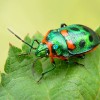 We should save insects ‘for our own sake’
